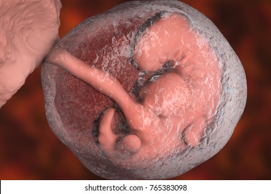 Four week embryo, late part of the fourth week on pregnancy, scientifically precise 3D illustration