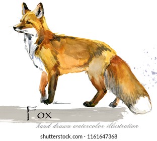 Fox Watercolor Illustration 