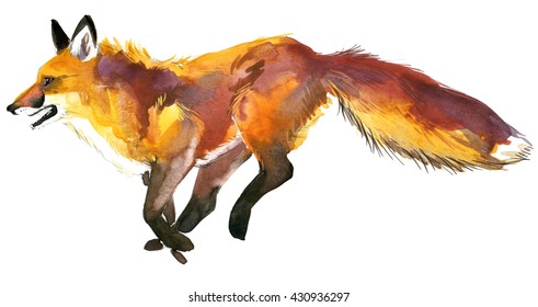 Fox Watercolor Illustration. 