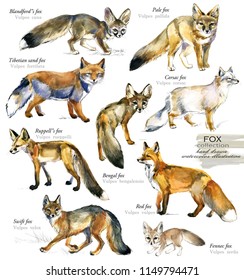 fox watercolor illustration set.