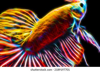 8,353 Elegant fire fish Images, Stock Photos & Vectors | Shutterstock