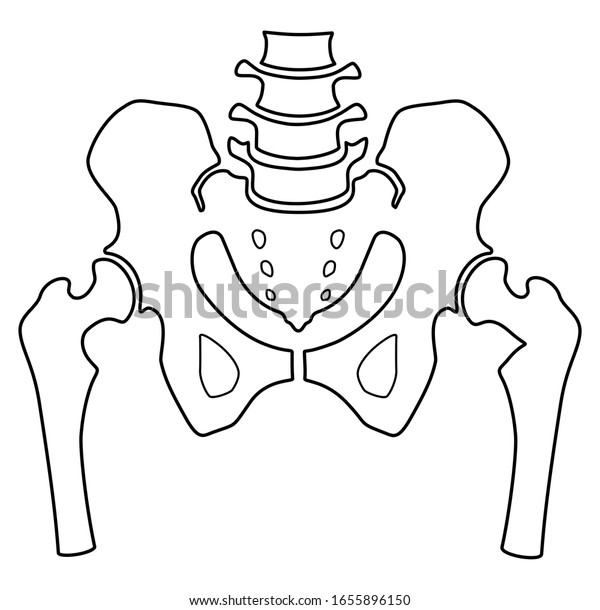 Fragment Structure Human Skeleton Pelvic Girdle Stock Illustration ...