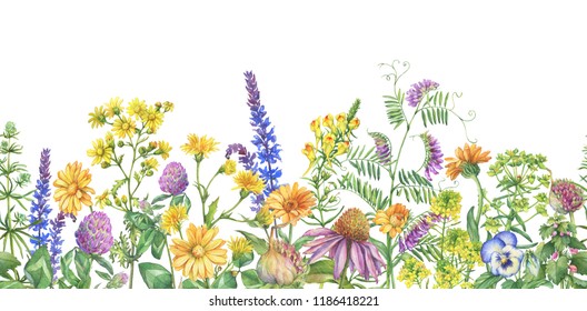 Frame, border with flowering wildflowers, medicinal herbs. Watercolor hand drawn painting illustration isolated on a white background.