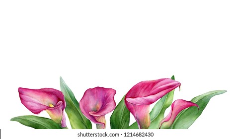 Frame, Border With A Pink Calla Lily Zantedeschia Rehmannii Flower. Watercolor Hand Drawn Painting Illustration Isolated On A White Background.