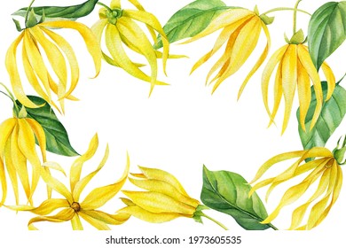 Frame Of Ylang Ylang Flowers, Watercolor Painting