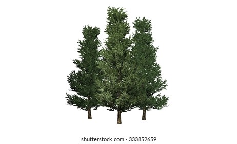 Fraser Fir - Isolated On White Background