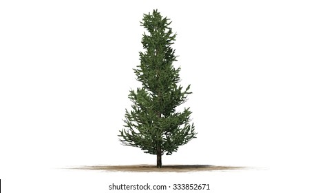 Fraser Fir - Isolated On White Background