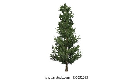 Fraser Fir - Isolated On White Background