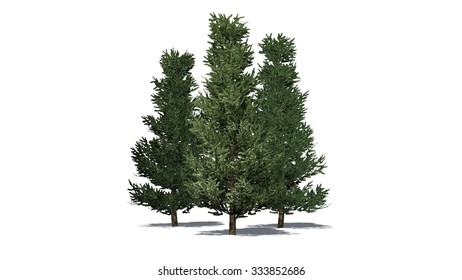 Fraser Fir - Isolated On White Background