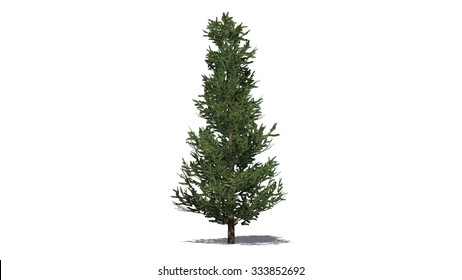 Fraser Fir - Isolated On White Background