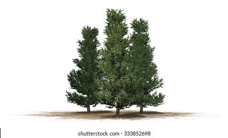 Fraser Fir - Isolated On White Background