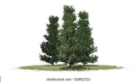 Fraser Fir - Isolated On White Background