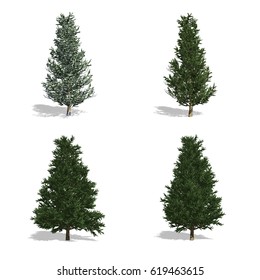 Fraser Fir Trees, Isolated On White Background.