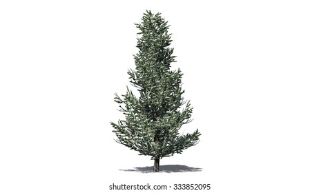 Fraser Fir Winter - Isolated On White Background