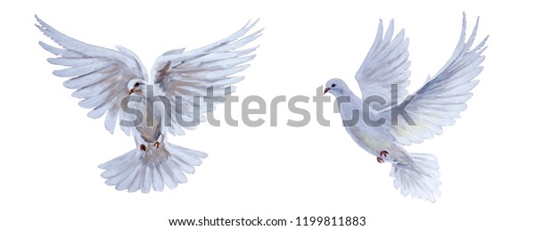 白い背景に無料の空飛ぶ白い鳩 のイラスト素材