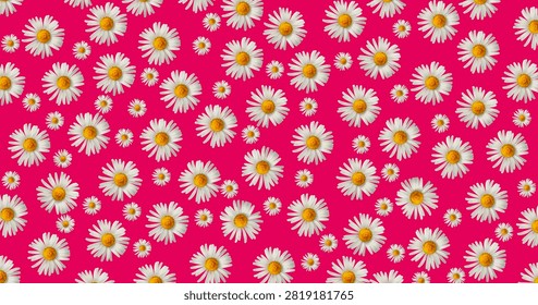 Freed White Daisy on Background