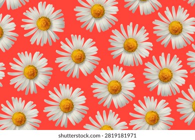 Freed White Daisy on Background