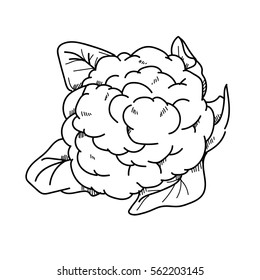 Freehand Drawing Illustration Cauliflower.