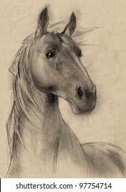 Freehand Horse Head Sepia Toned Pencil Drawing