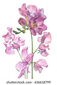 Freesia And Sweet Pea Flower