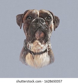 French Bulldog With Drool Isolated On Gray Background. Realistic Drawing Of Boxer Dog. Hand Painted Illustration Of Pets. Animal Art Collection: Dogs. Design Template. Good For Print T Shirt, Pillow