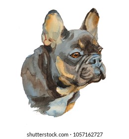 French Bulldog    hand painted  isolated watercolor dog 