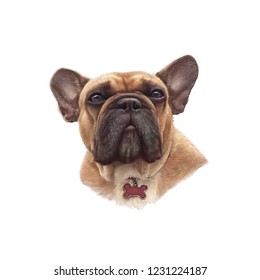 French bulldog isolated white background  Realistic Portrait Boxer dog  Hand Painted Illustration Pets  Animal artcollection: Dogs  Design template  Good for banner  print T  shirt  pillow 