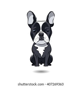 French Bulldog Isolated On White Background