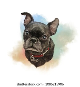 French bulldog  Watercolor realistic Portrait Boxer dog  Hand Painted Illustration Pets  Watercolor Animal collection: Dogs  Good for banner  print T  shirt  pillow  Art background for pet shop