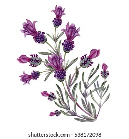 French Lavender Branch In Watercolor. Realistic Hand Painted Flowers