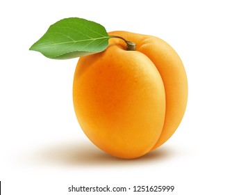 Fresh Apricot Illustration, Digital Painting