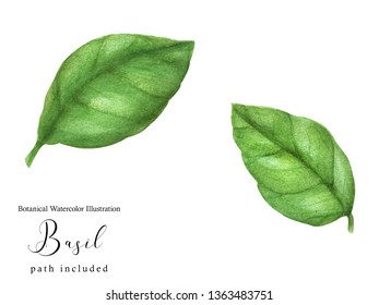 ボタニカルアート バジル のイラスト素材 画像 ベクター画像 Shutterstock