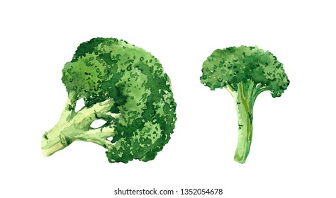 Beautiful Illustration Broccoli Vector Healthy Food Stock Vector ...