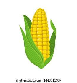 Fresh corn cob isolated on white background. Corn icon for market, recipe design. Organic food. Cartoon style. Illustration for design.