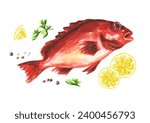 Fresh fish Red sea perch (or bigeye fish). Hand drawn watercolor illustration, isolated on white background