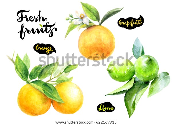 新鮮な果物の水彩イラスト 白い背景に柑橘系の生石灰 グレープフルーツ オレンジの水色 のイラスト素材