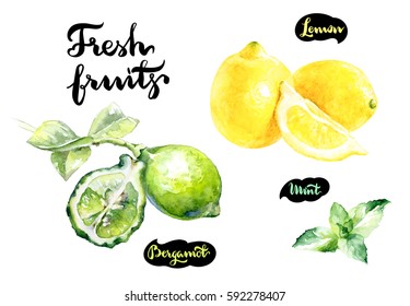 Fresh Fruits Watercolor Illustration. Lemon, Bergamot, Mint Isolated On White Background.