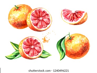 10,496 Watercolor grapefruit Images, Stock Photos & Vectors | Shutterstock