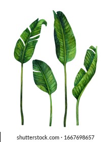532,358 Botanical palm leaves Images, Stock Photos & Vectors | Shutterstock