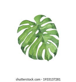 Fresh Green Monstera Leaf.Hand Drawn Watercolor Illustration.