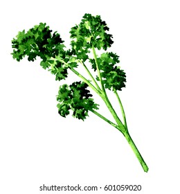 Fresh Green Parsley Isolated, Watercolor Illustration On White