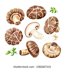 Fresh Japanese Shiitake Mushroom With Herbs Set. Watercolor Hand Drawn Illustration Isolated On White  Background