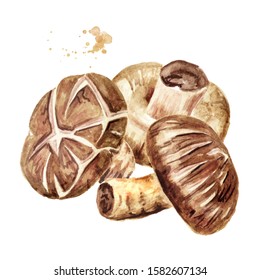 Fresh Japanese Shiitake Mushroom. Watercolor Hand Drawn Illustration, Isolated On White Background