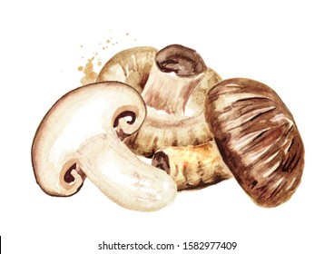 Fresh Japanese Shiitake Mushroom. Watercolor Hand Drawn Illustration, Isolated  On White Background