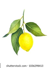 Fresh Juicy Lemon Isolated On White Background. Branch Of Yellow Citrus Fruit With Green Leaves. Hand Drawn Watercolor Painting. Botanical Realistic Art.