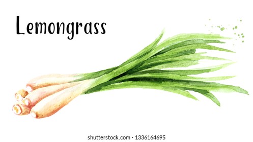 Fresh lemongrass plant. Watercolor hand drawn illustration, isolated on white background