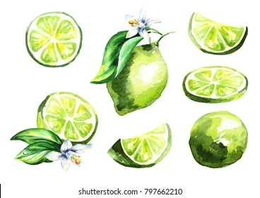 Fresh Lime Fruit Set. Watercolor Hand Drawn Illustration