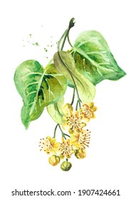 Fresh linden branch with  flowers and leaves. Hand drawn watercolor illustration isolated on white background