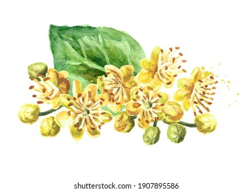 Fresh linden  flowers, Hand drawn watercolor illustration isolated on white background