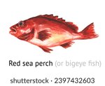 Fresh live swimming fish Red sea perch (or bigeye fish). Hand drawn watercolor illustration,  isolated on white background